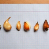 Razmnožavanje tulipana od strane djece i sjemena